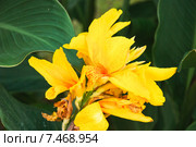 Канна садовая жёлтая (Canna) Стоковое фото, фотограф Алёшина Оксана / Фотобанк Лори