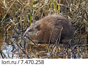 Ондатра, или мускусная крыса (лат. Ondatra zibethicus). Грызун весной на берегу водоёма на Ямале. Стоковое фото, фотограф Григорий Писоцкий / Фотобанк Лори