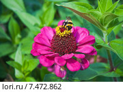 Шмель на цветке циннии (Zinnia) Стоковое фото, фотограф Алёшина Оксана / Фотобанк Лори