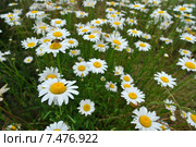 Field of daisies. Стоковое фото, фотограф Anton Oparin / Фотобанк Лори
