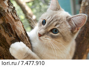 Котенок на дереве. Стоковое фото, фотограф Зобков Юрий / Фотобанк Лори