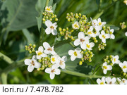 Соцветие крупным планом, катран приморский, Crambe maritima. Стоковое фото, фотограф Короленко Елена / Фотобанк Лори