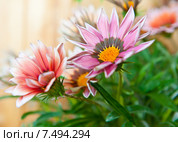 Красивые цветы Гацании (Gazania) Стоковое фото, фотограф E. O. / Фотобанк Лори