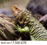 Caiman Lizard. Стоковое фото, фотограф Яков Филимонов / Фотобанк Лори