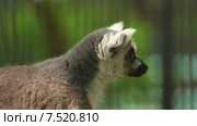 Кошачий лемур. Стоковое видео, видеограф Игорь Жоров / Фотобанк Лори