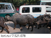Коровы на дороге в Индии (2015 год). Редакционное фото, фотограф Ирина Фирсова / Фотобанк Лори
