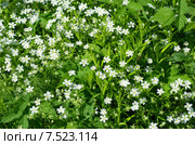 Звездчатка лесная, или дубравная (лат. Stellaria nemorum), фон. Стоковое фото, фотограф Елена Коромыслова / Фотобанк Лори