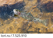 Выуживание форели из воды. Стоковое фото, фотограф Ирина Кожемякина / Фотобанк Лори