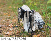 Старый гриб навозник (Coprinus comatus) Стоковое фото, фотограф Юлия Бабкина / Фотобанк Лори