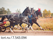 Тройка Рыбакова с коренником Локон (2014 год). Редакционное фото, фотограф Julia Shepeleva / Фотобанк Лори