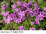 Флокс шиловидный (лат. Phlox subulata), фон. Стоковое фото, фотограф Елена Коромыслова / Фотобанк Лори