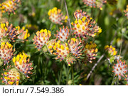 Язвенник обыкновенный (Anthyllis vulneraria) Стоковое фото, фотограф Ирина Яровая / Фотобанк Лори
