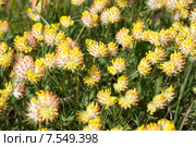 Язвенник обыкновенный (Anthyllis vulneraria) Стоковое фото, фотограф Ирина Яровая / Фотобанк Лори