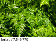 Листья растения купырь лесной (лат. Anthriscus sylvestris) Стоковое фото, фотограф Александр Степанов / Фотобанк Лори
