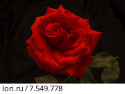 Алая роза в каплях дождя на темном фоне. Стоковое фото, фотограф Александр Степанов / Фотобанк Лори