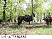 Лошади отдыхают после казачьего перехода. Стоковое фото, фотограф A Челмодеев / Фотобанк Лори