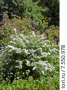 Цветущий куст, спирея серая Grefsheim (Spiraea cinerea Zabel) Стоковое фото, фотограф Svet / Фотобанк Лори
