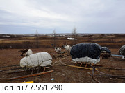 После аргиша в летнем стойбище оленеводов. Стоковое фото, фотограф Николай Новиков / Фотобанк Лори