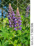 Люпины (лат. Lupinus) в саду. Стоковое фото, фотограф Елена Коромыслова / Фотобанк Лори