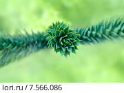 Ветка хвойного  дерева - Араукария (Araucaria) Стоковое фото, фотограф Татьяна Белова / Фотобанк Лори