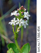 Вахта трёхлистная (Menyanthes trifoliata) Стоковое фото, фотограф Григорий Писоцкий / Фотобанк Лори