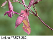 Бабочка малый винный бражник. Deilephila elpenor. Стоковое фото, фотограф Игорь Семенов / Фотобанк Лори