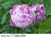 Розовые сортовые пионы (лат. Paeonia) Стоковое фото, фотограф Svet / Фотобанк Лори