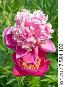 Два розовых пиона (лат. Paeonia) Стоковое фото, фотограф Svet / Фотобанк Лори