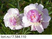 Розовые красивые  пионы, фокус на переднем плане (лат. Paeonia) Стоковое фото, фотограф Svet / Фотобанк Лори