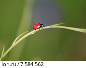 Божья коровка на стебельке. Стоковое фото, фотограф Яна Королёва / Фотобанк Лори
