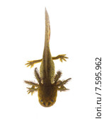 Аксолотль тигровой амбистомы (Ambystoma tigrinum) изолировано на белом фоне. Стоковое фото, фотограф Ирина Кожемякина / Фотобанк Лори