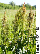 Щавель конский (лат. Rumex confertus) — многолетнее травянистое растение; вид рода Щавель семейства Гречишные (Polygonaceae) Стоковое фото, фотограф Евгений Мухортов / Фотобанк Лори
