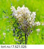 Лабазник шестилепестной, таволга степная, земляной орех. (Filipendula hexapetala Gilib).Соцветие крупно и лист. Стоковое фото, фотограф Евгений Мухортов / Фотобанк Лори