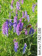 Вика, Горошек тонколистный (Vicia tenuifolia Roth.) Стоковое фото, фотограф Евгений Мухортов / Фотобанк Лори