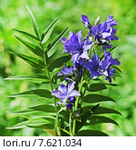 Синюха голубая ( Polemonium coeruleum). Дикорастущие растения Сибири. Стоковое фото, фотограф Евгений Мухортов / Фотобанк Лори