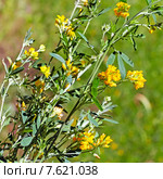 Люцерна серповидная или Люцерна жёлтая(Medicago falcata) — многолетнее травянистое растение; вид рода Люцерна (Medicago) семейства Бобовые (Fabaceae) Стоковое фото, фотограф Евгений Мухортов / Фотобанк Лори