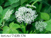 Сныть обыкновенная ( Aegopodium podagrаria) Стоковое фото, фотограф Алёшина Оксана / Фотобанк Лори