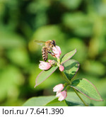 Пчела собирает нектар из цветка снежноягодника белого (Symphoricarpos albus) Стоковое фото, фотограф Алёшина Оксана / Фотобанк Лори