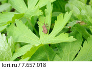 Краевик окаймлённый, или щавелевый (Coreus marginatus) Стоковое фото, фотограф Алёшина Оксана / Фотобанк Лори