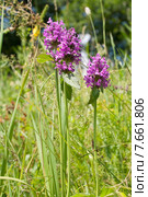 Чистец лекарственный, или Буквица лекарственная (лат. Stachys officinalis) Стоковое фото, фотограф Ольга Пашкова / Фотобанк Лори