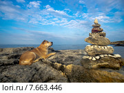 Собака лежит на берегу моря возле пирамиды из камней. Стоковое фото, фотограф Алексей Маринченко / Фотобанк Лори
