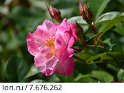 Роза полиантовая Цитрон Фрез (лат. Citron-Fraise), DELBARD, Франция. Стоковое фото, фотограф lana1501 / Фотобанк Лори