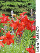 Лилия ланцетолистная или тигровая (Lilium lancifólium,Lilium tigrinum) Стоковое фото, фотограф Евгений Мухортов / Фотобанк Лори