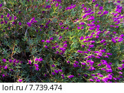 Lampranthus multiradiatus plant. Стоковое фото, фотограф Яков Филимонов / Фотобанк Лори