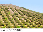 Black olives plant at hill fields (2014 год). Стоковое фото, фотограф Яков Филимонов / Фотобанк Лори