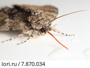 Ленточница голубая, Catocala fraxini, Blue underwing. Стоковое фото, фотограф Василий Вишневский / Фотобанк Лори