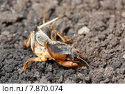 Медведка обыкновенная, Gryllotalpa gryllotalpa, European mole cricket. Стоковое фото, фотограф Василий Вишневский / Фотобанк Лори