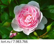 Роза флорибунда Наташа Ричардсон (лат. Natasha Richardson), Harkness Roses. Стоковое фото, фотограф lana1501 / Фотобанк Лори