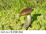Подберёзовик обыкновенный (лат. Leccinum scabrum) растет во мху. Стоковое фото, фотограф Елена Коромыслова / Фотобанк Лори