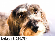 portrait cute head small eyes. Стоковое фото, фотограф Dagmar Spona / PantherMedia / Фотобанк Лори